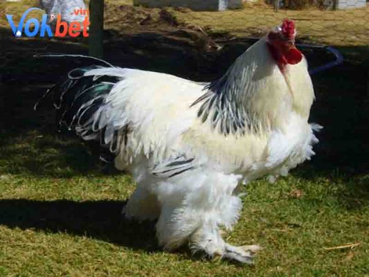 Đặc điểm chính của gà Brahma