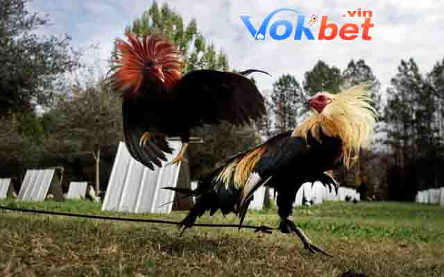 Sự phổ biến của đá gà mỹ tại Việt Nam