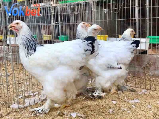 Cách chăm sóc gà brahma hiệu quả