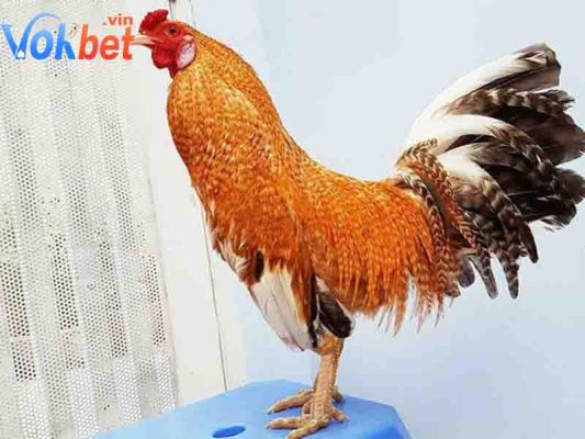 Gà cú là giống gà chiến tốt nhất hiện nay