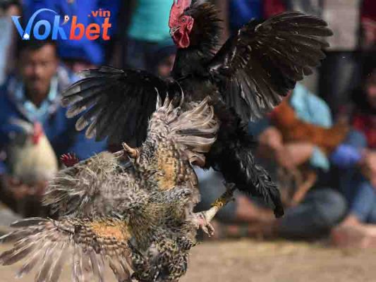 Gà mắt ếch có khả năng chinh chiến tốt