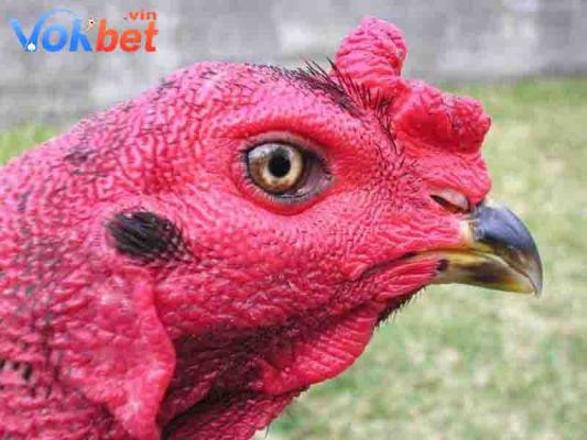 Gà mắt ếch sở hữu nhiều ưu điểm vượt trội