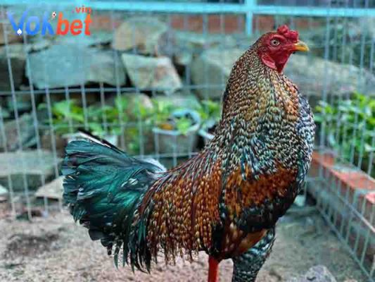 Lựa chọn gà cú theo mệnh