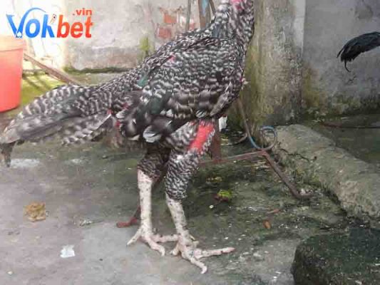 Xem chân gà để chọn chiến kê tốt