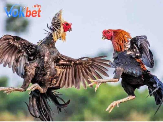 Xem mạng gà giúp tăng cơ hội chiến thắng