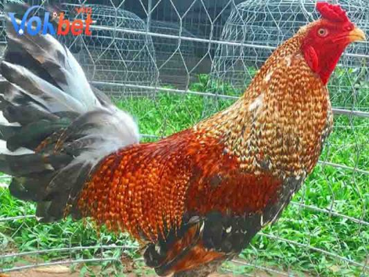 Xem màu lông cũng là cách chọn phổ biến